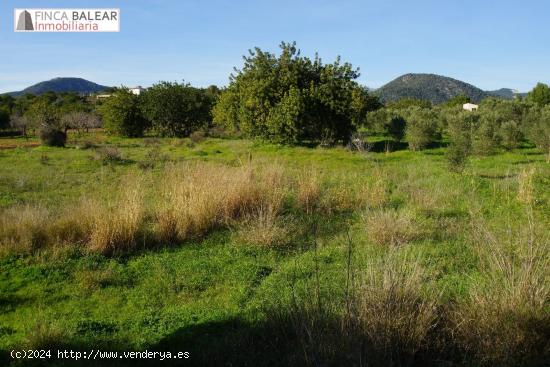  FINCA RUSTICA DE 3440 M2 NO EDIFICABLES EN ZONA DE GRAN BELLEZA, ENTRE SANTA MARÍA Y ALARÓ - BALEA 