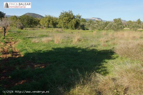 FINCA RUSTICA DE 3440 M2 NO EDIFICABLES EN ZONA DE GRAN BELLEZA, ENTRE SANTA MARÍA Y ALARÓ - BALEA