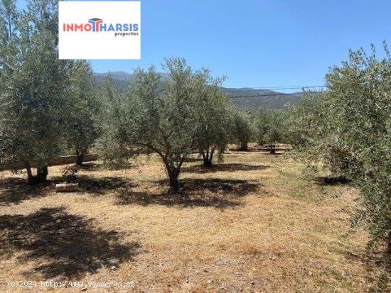 SE VENDE PARCELA RUSTICA CON PLANTACION DE OLIVOS EN FONDON - ALMERIA