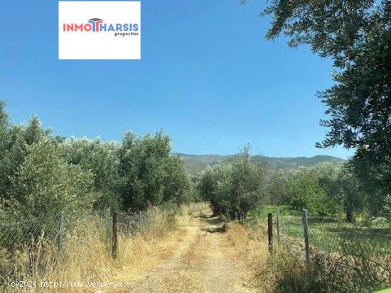 SE VENDE PARCELA RUSTICA CON PLANTACION DE OLIVOS EN FONDON - ALMERIA