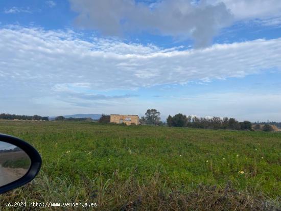 Finca rústica edificable en Manacor - BALEARES