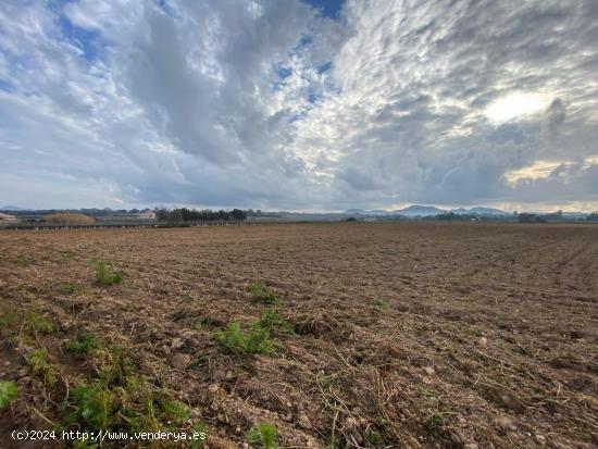 Finca rústica edificable en Manacor - BALEARES