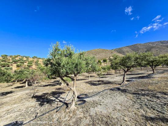  FINCA EN LA GORGORACHA  -VELEZ DE BENAUDALLA- - GRANADA 