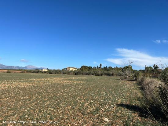  TERRENO  21000 M2 URBANIZABLE EN SENCELLES - BALEARES 