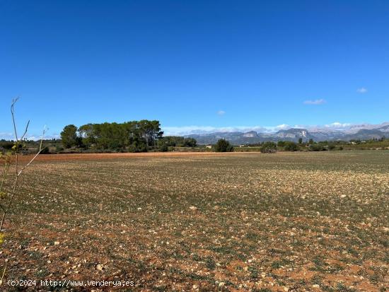 TERRENO  21000 M2 URBANIZABLE EN SENCELLES - BALEARES