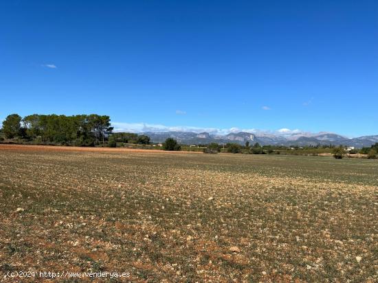 TERRENO  21000 M2 URBANIZABLE EN SENCELLES - BALEARES