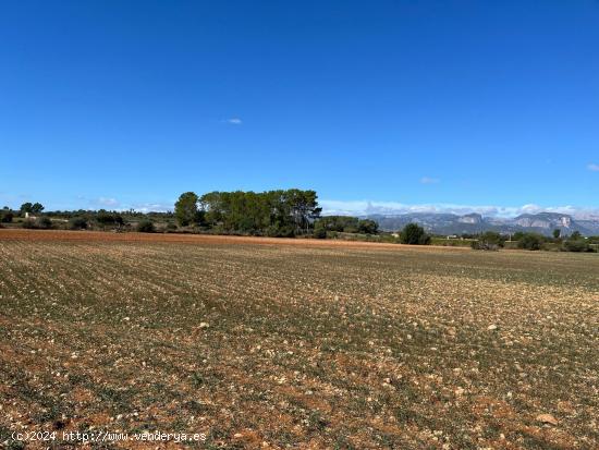 TERRENO  21000 M2 URBANIZABLE EN SENCELLES - BALEARES