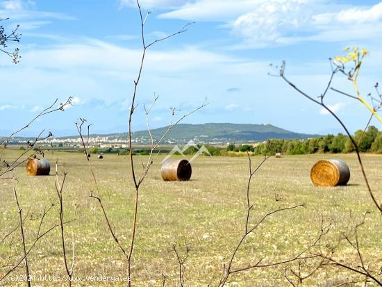 Conjunto de 5 terrenos edificables entre Manacor y Porreres - BALEARES