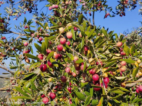 Finca en venta en Málaga (Málaga)