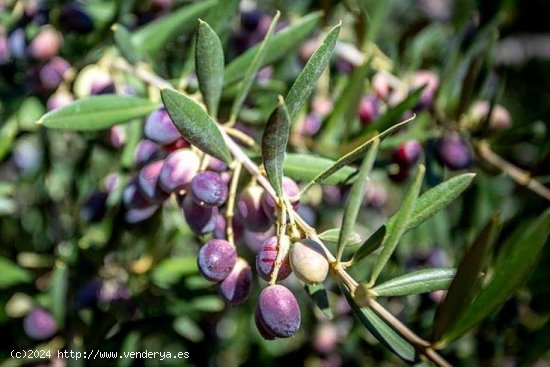 Finca en venta en Málaga (Málaga)