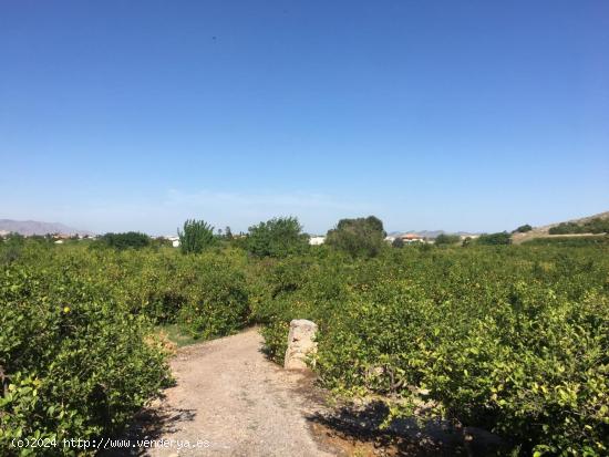 SE VENDE TERRENO PLANTADO DE LIMONEROS - MURCIA