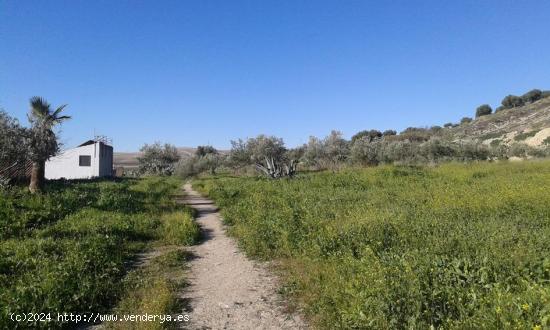 SUELO URBANIZABLE EN VENTA EN ESPERA (CÁDIZ) - CADIZ