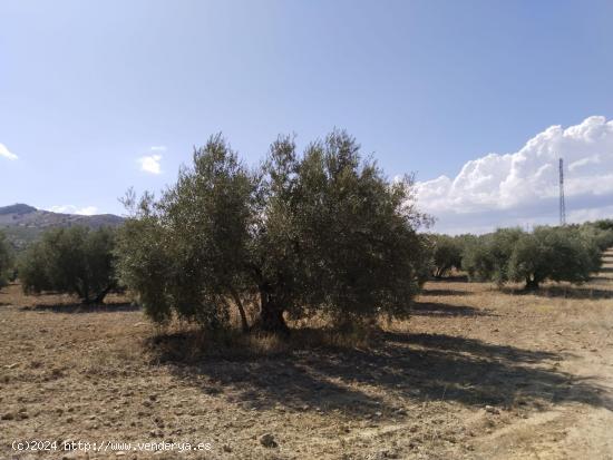 ¡SE VENDE FINCA RÚSTICA EN ANTEQUERA! - MALAGA