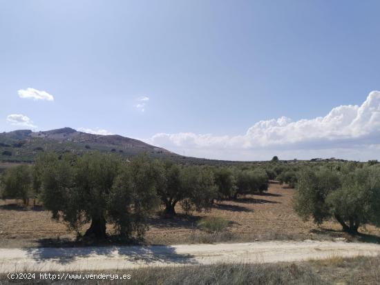 ¡SE VENDE FINCA RÚSTICA EN ANTEQUERA! - MALAGA