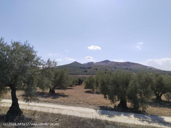 ¡SE VENDE FINCA RÚSTICA EN ANTEQUERA! - MALAGA