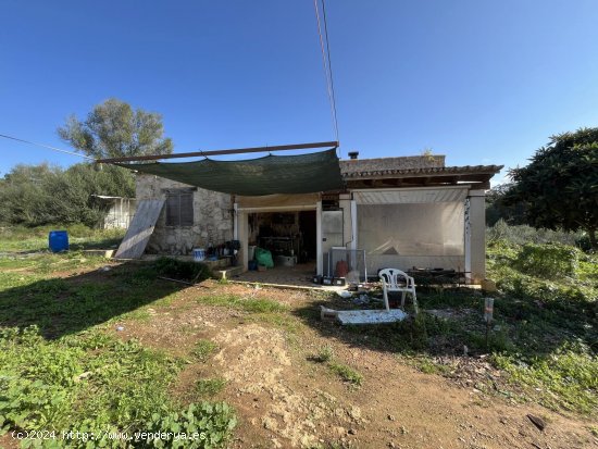  Finca en venta en Llubí (Baleares) 