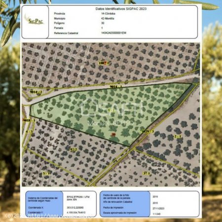 Adquiere estas 4 fanegas de olivos, estratégicamente ubicadas para un rendimiento óptimo.