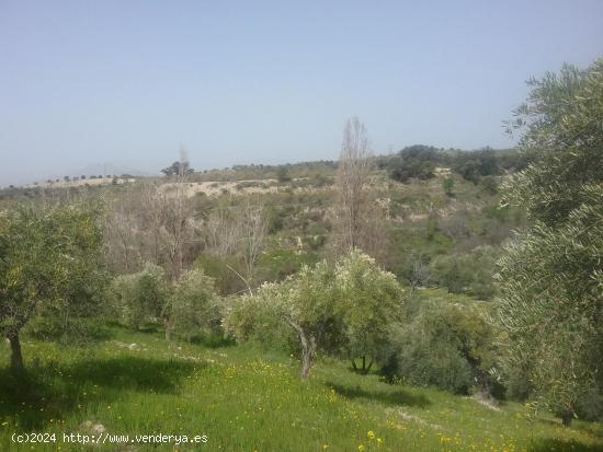 OLIVAR EN EL FARGUE. Paraje Aynadamar - GRANADA