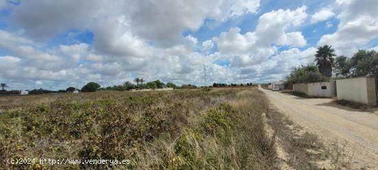 Parcela de 12.000 m2 en marquesado - CADIZ