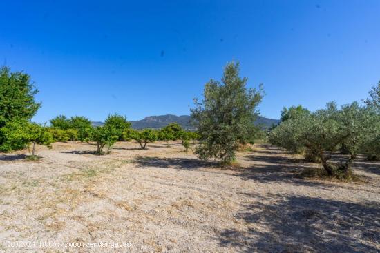 TERRENO RÚSTICO LLANO Y CON BUENAS VISTAS - MALAGA