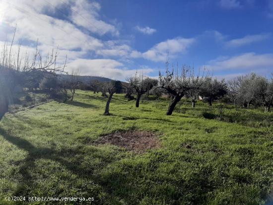 Terreno Urbano en Grimaldo de 880 metros ( cañaveral ) - CACERES