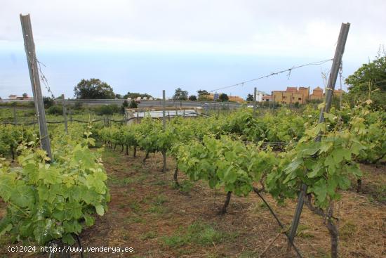  Finca con frutales y viñas, bonitas vistas al mar - SANTA CRUZ DE TENERIFE 