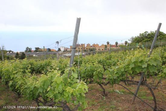 Finca con frutales y viñas, bonitas vistas al mar - SANTA CRUZ DE TENERIFE