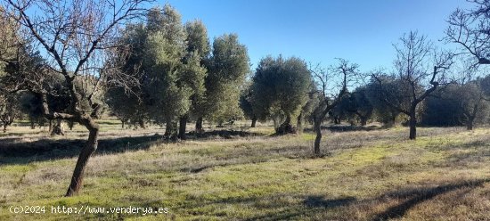 Suelo rústico en venta  en Torre del Compte - Teruel