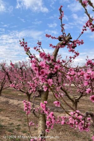 FINCA EN JUMILLA DE 10 HECTARIAS CON NAVE Y PANTANO