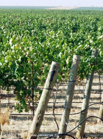 FINCA DE VIÑEDO DE 17,5 HECTARIAS CON NAVE EN YECLA