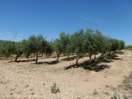 FINCA RUSTICA CON POZO DE AGUA ABUNDANTE, BALSA, CASETA Y LUZ DE RED - CASTELLON