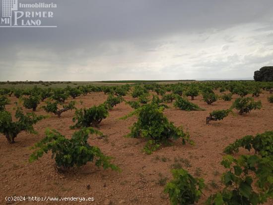 Se venden 1,5 hectareas de viña de secano junto a la carretera de La Solana Argamasilla de Alba - C