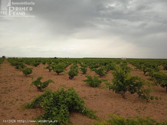 Se venden 1,5 hectareas de viña de secano junto a la carretera de La Solana Argamasilla de Alba - C