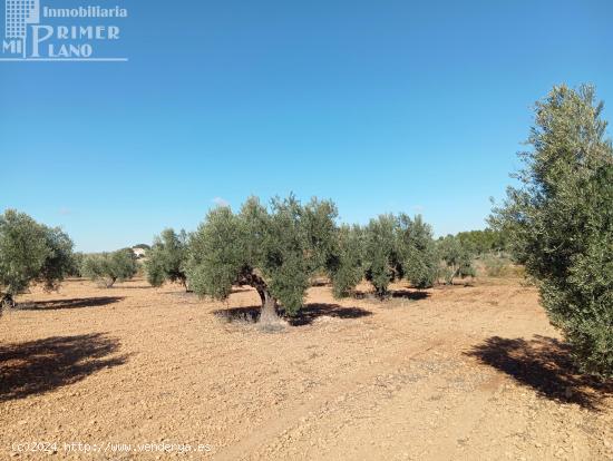  Venta de Finca Rústica de Olivos en Argamasilla de Alba – Excelente Inversión Agrícola - CIUDAD 