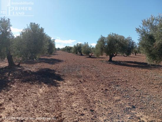 Venta de Finca Rústica de Olivos en Argamasilla de Alba – Excelente Inversión Agrícola - CIUDAD