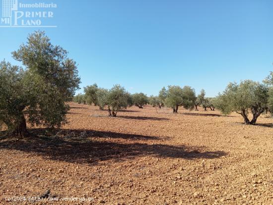 Venta de Finca Rústica de Olivos en Argamasilla de Alba – Excelente Inversión Agrícola - CIUDAD