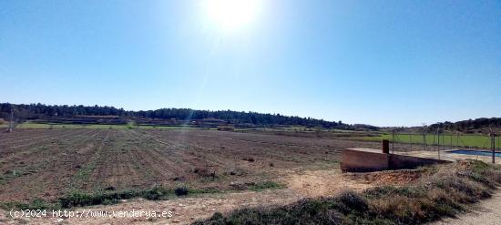 LOTE DE PARCELAS RUSTICAS DE PISTACHOS EN VENTA EN ALBOREA, ALBACETE - ALBACETE