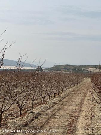 FINCA 21 TAHULLAS EN PLENA PRODUCCION EN CAÑA VIEJA - MURCIA