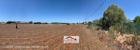  TERRENO RUSTICO - CADIZ 