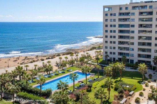  Apartamento en alquiler en Torrevieja (Alicante) 