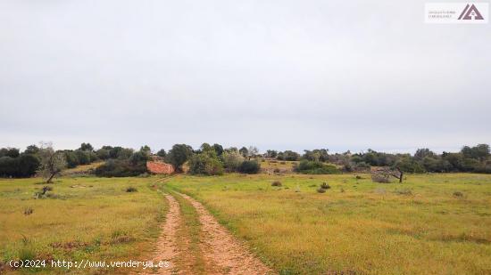 Estupendos terrenos agrupables a pocos minutos de Portopetro con vistas unicas - BALEARES