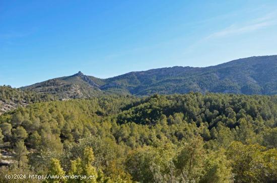 finca de montaña de 201 hectareas - MURCIA