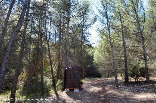 finca de montaña de 201 hectareas - MURCIA