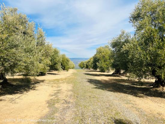  Se Vende en Úbeda - JAEN 