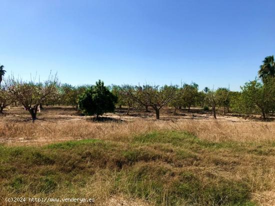 FINCA RUSTICA EN ZONA DERRAMADOR DE ELCHE - ALICANTE