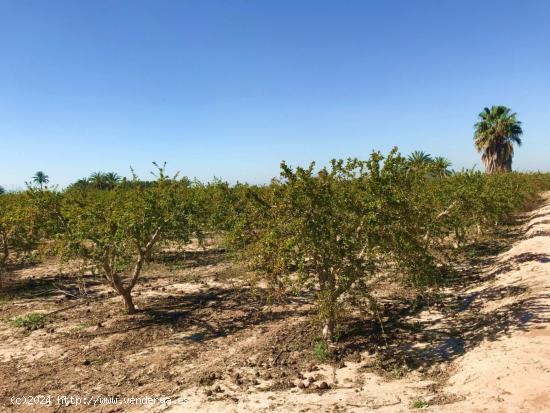 FINCA RUSTICA EN ZONA DERRAMADOR DE ELCHE - ALICANTE