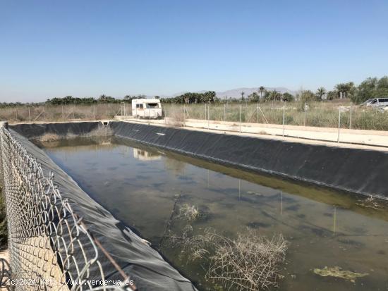 FINCA RUSTICA EN ZONA DERRAMADOR DE ELCHE - ALICANTE