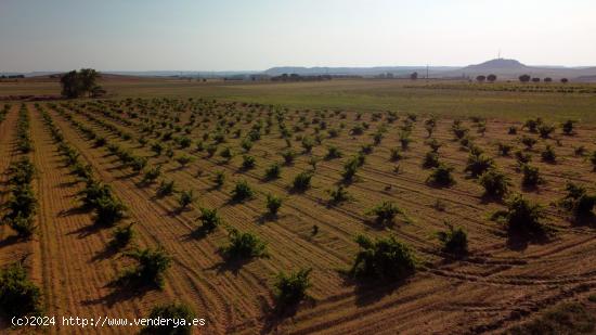 Sumérgete en la Pasión Vinícola: Adquiere tu Propio Viñedo en Moraleja del Vino - ZAMORA