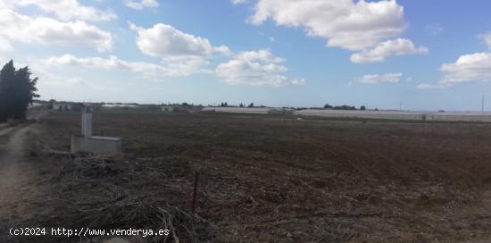  FINCA RUSTICA PARA SIEMBRA - CADIZ 