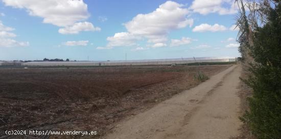 FINCA RUSTICA PARA SIEMBRA - CADIZ